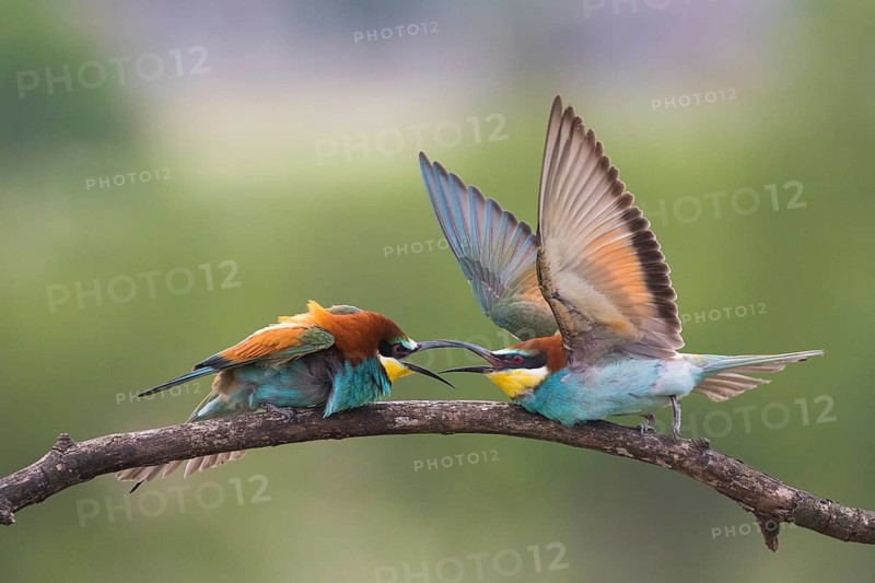European Bee-eater (Merops apiaster) quarreling, perched on a branch, Subotica, Serbia