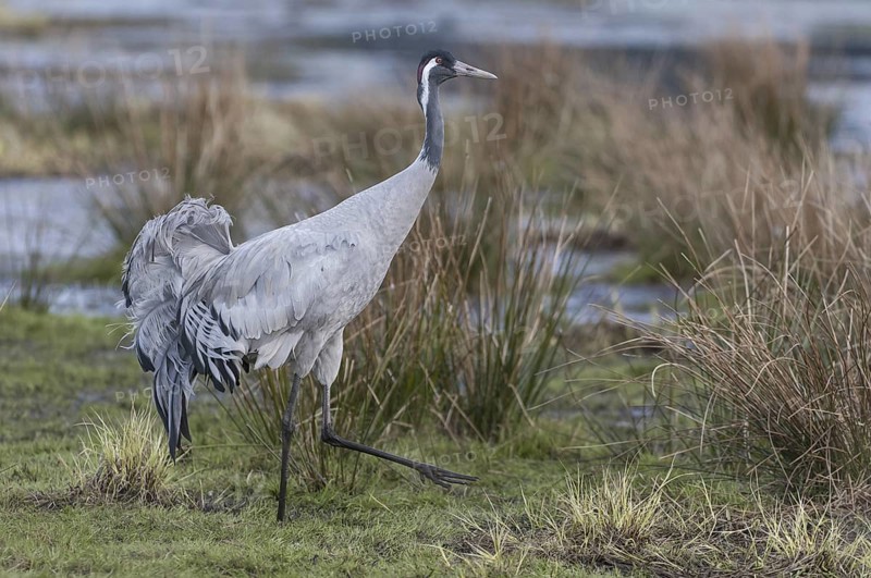 Common Crane (Grus grus), Vaestergoetland, Sweden