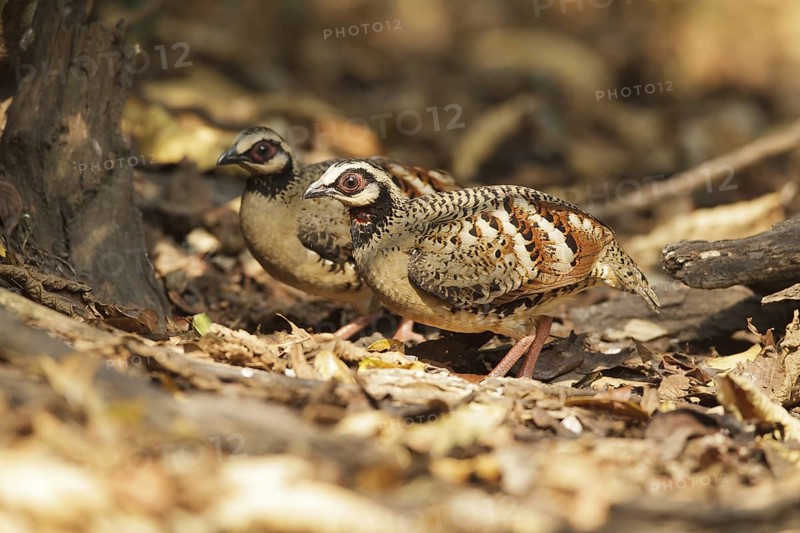 Bar-backed Partridge (Arborophila brunneopectus), Kaeng Krachan, Thailand