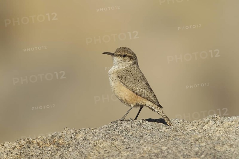 Rock Wren (Salpinctes obsoletus) male, California, USA