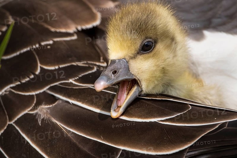 Greylag Goose (Anser anser) chick, Lower Saxony, Germany