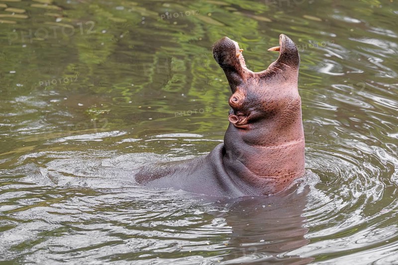 An adult male hippopotamus (Hippopotamus amphibius) shows aggression and defends its territory