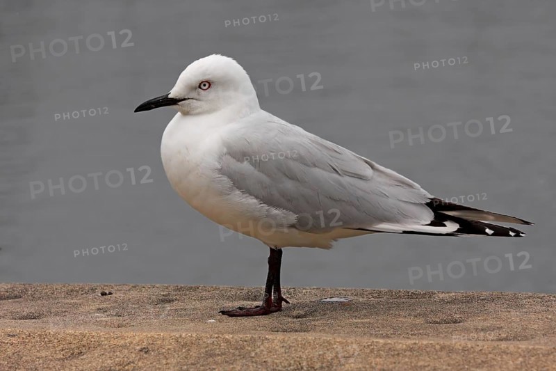 Black-billed Gull (Chroicocephalus bulleri), New Zealand