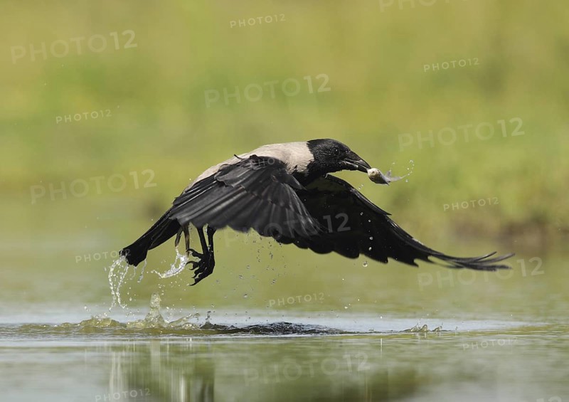 Hooded Crow (Corvus cornix), Hungary