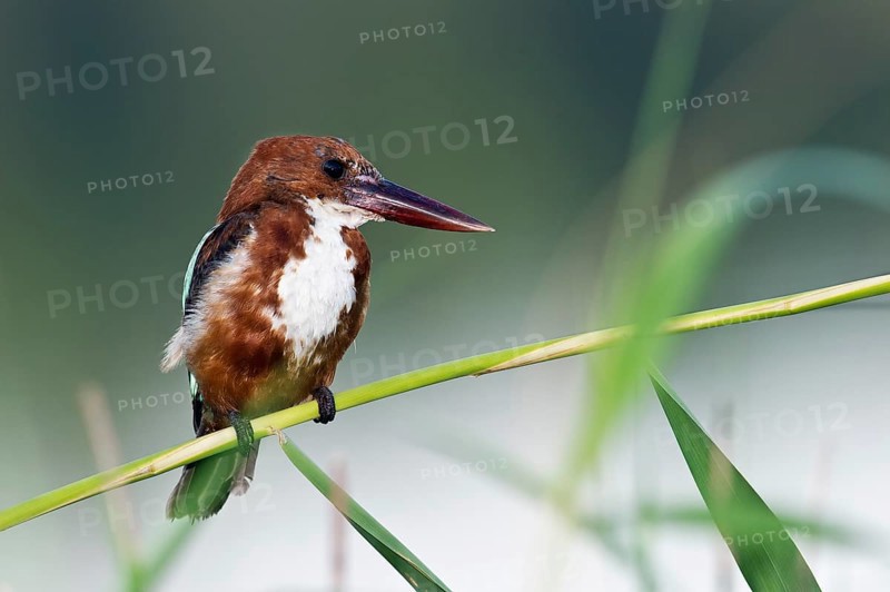 White-throated Kingfisher (Halcyon smyrnensis) juvenile, Rishon LeZion, Israel