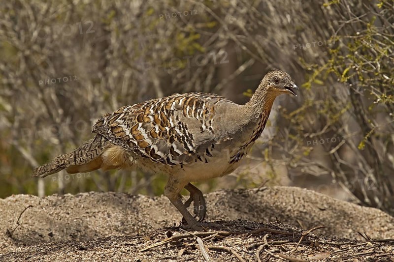 Malleefowl (Leipoa ocellata), Western Australia, Australia