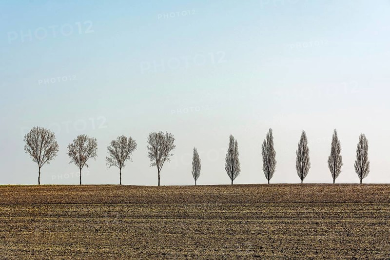 A row of slender, leafless trees stands tall in a vast rural field in France. The landscape is empty, showcasing the trees against a calm, clear sky, creating a tranquil atmosphere. Allier. Auvergne Rhone Alpes. France