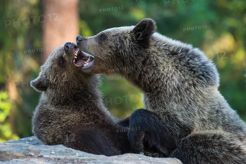 Eurasian Brown Bear (Ursus arctos) two fighting in forest, Finland