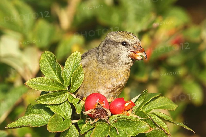 Red Crossbill (Loxia curvirostra) female, Schleswig-Holstein, Germany
