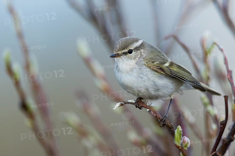 Yellow-browed Warbler - Gelbbrauen-Laubsänger - Phylloscopus inornatus, Russia (Ural)