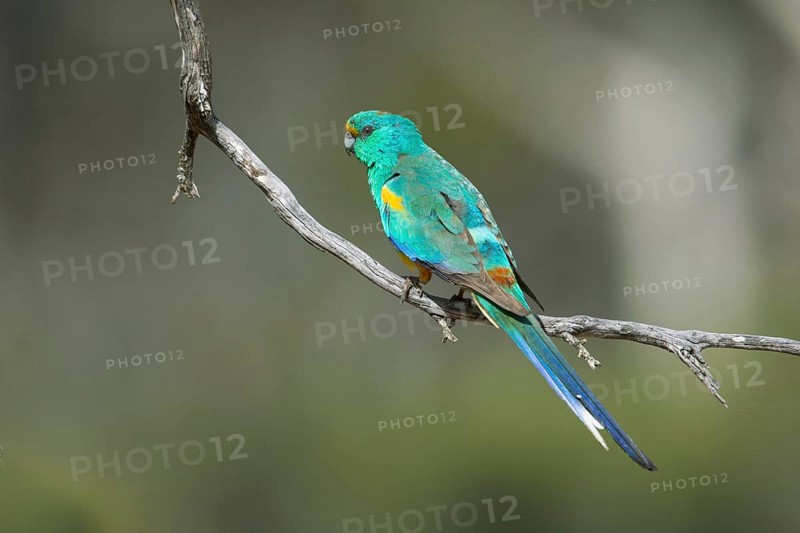 Mulga Parrot (Psephotellus varius) male perched on a branch, South Australia, Australia
