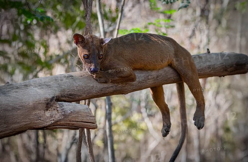 Fossa (Cryptoprocta ferrox) the largest carnivore in Madagascar in the forests of Kirindy Forest in western Madagascar
