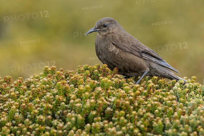 Blackish (Tussock Bird) Cincloides (Cinclodes antarcticus) on the ground in the Falkland Islands