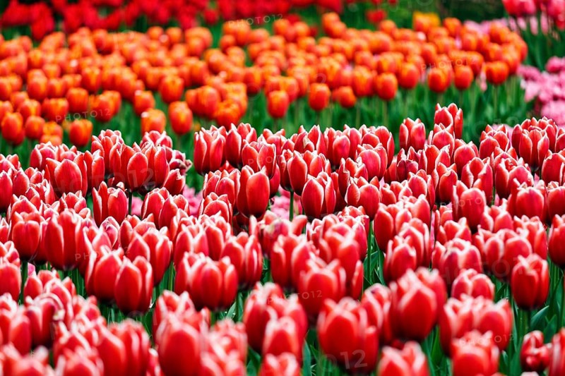 Tulips (Tulipa) in various shades of red, colourful tulip bed, Keukenhof gardens, Lisse, Bollenstreek, South Holland, Netherlands