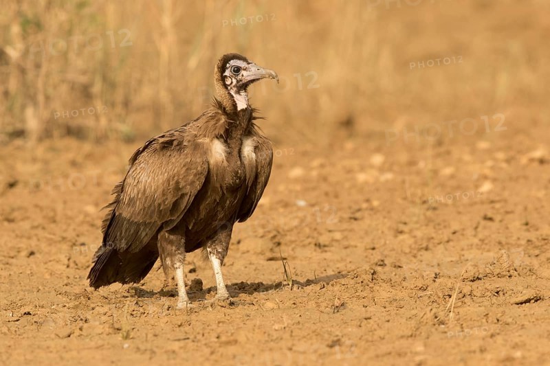 Hooded Vulture (Necrosyrtes monachus) juvenile, Gambia