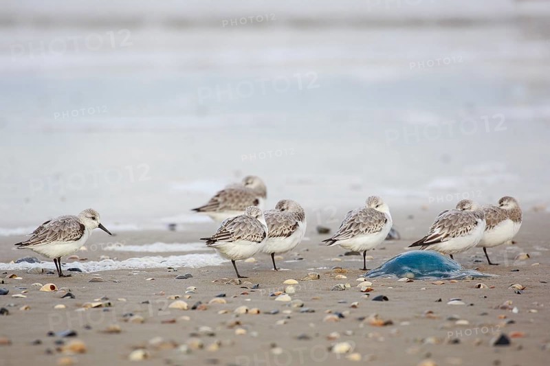 Sanderling (Calidris alba) group roosting at shoreline, Texel, Netherlands
