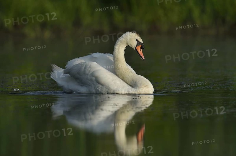 Mute swan (Cygnus olor), North Rhine-Westphalia, Germany