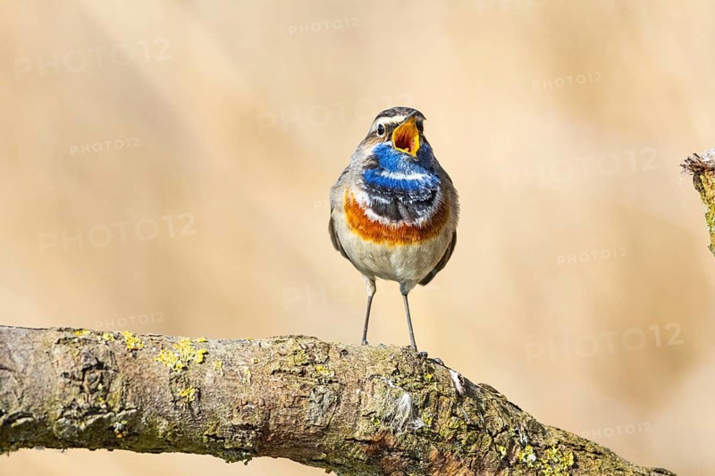 Bluethroat (Luscinia svecica cyanecula) ml Germany