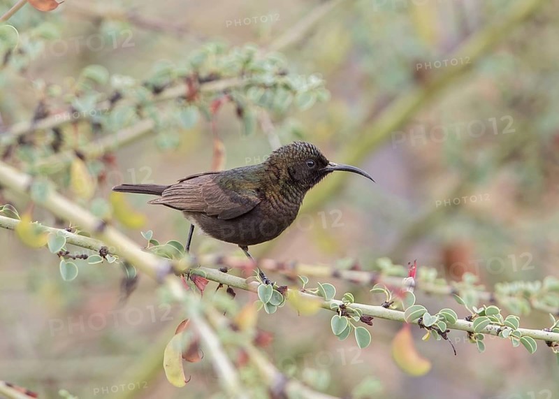 Dusky Sunbird (Cinnyris fuscus) perched on a branch, Namibia