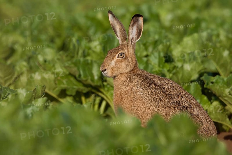 Between turnips... European hare (Lepus europaeus) sitting in a beet field early in the morning in summer, cultivated landscape, Lower Rhine, Rhine district of Neuss, North Rhine-Westphalia, Germany, Western Europe