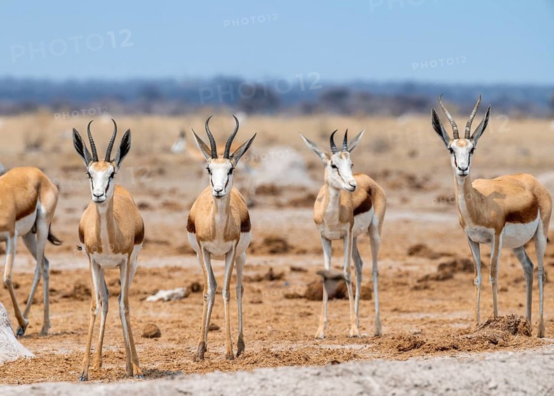 Springbok (Antidorcas marsupialis), four animals standing in a row, Nxai Pan National Park, Botswana