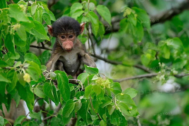 Bear baboon, chacma baboon (Papio ursinus), young, baby, sitting on tree, fragile, Kruger, Kruger National Park, South Africa