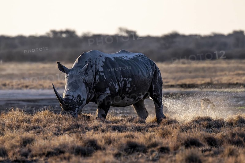 Southern white rhinoceros (Ceratotherium simum simum) peeing, Khama Rhino Sanctuary, Serowe, Botswana