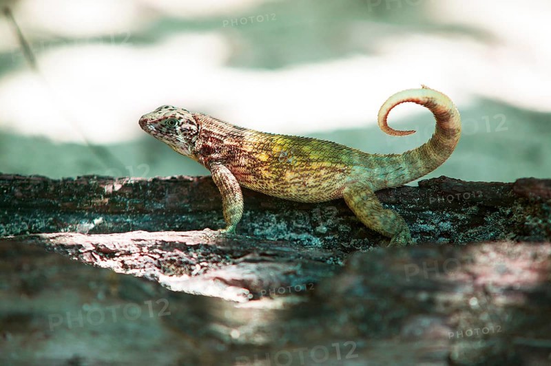 Cuban curly-tailed lizard (Leiocephalus cubensis), Cuba, Central America, Caribbean