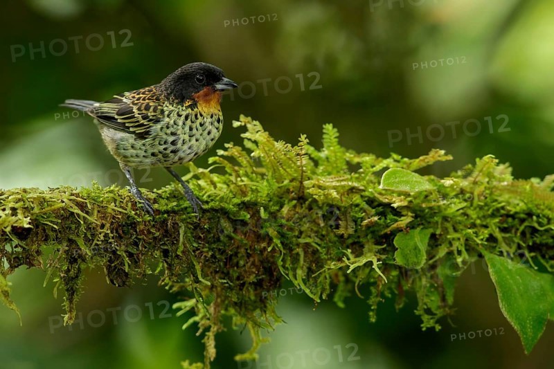 Rufous-throated Tanager (Tangara rufigula) perched on a branch in the Andes mountains of Colombia
