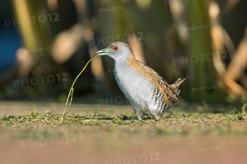 Baillon's Crake (Porzana pusilla palustris) foraging, Victoria, Australia