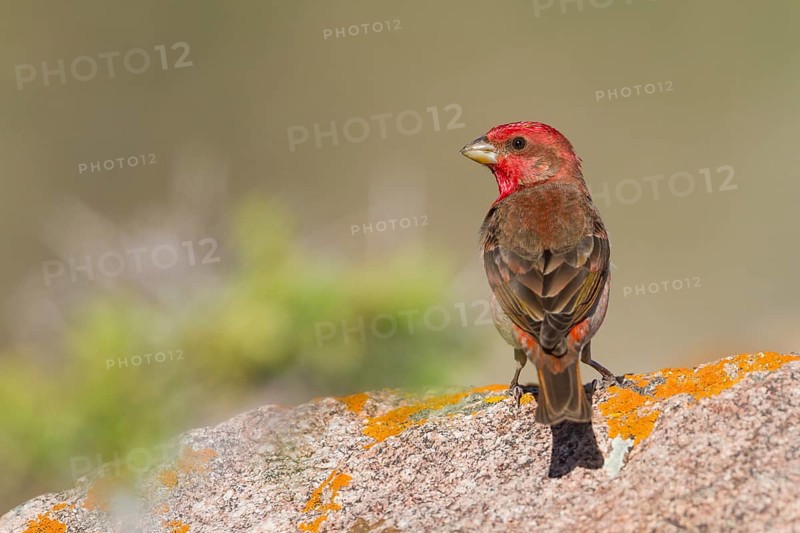Common Rosefinch - Karmingimpel - Carpodacus erythrinus ssp. ferghanensis, Kazakhstan, adult male