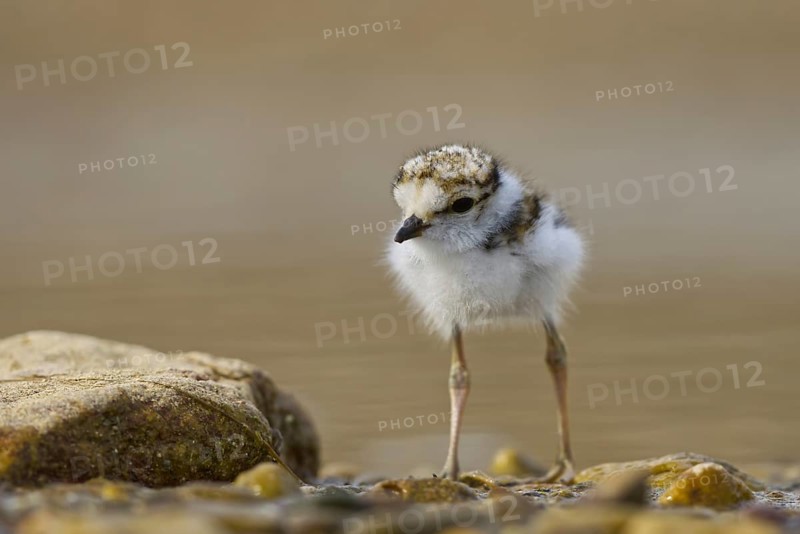 Little Ringed Plover (Charadrius dubius) chick, North Rhine-Westphalia, Germany