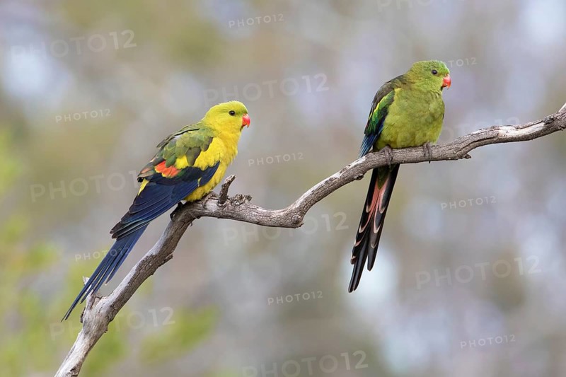 Regent Parrot (Polytelis anthopeplus) pair perched on a branch, Victoria, Australia