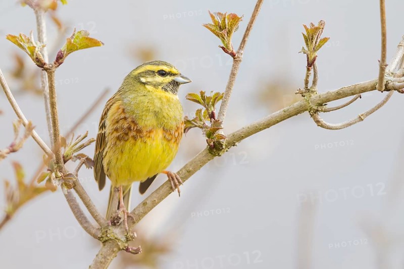 Zaunammer, Emberiza cirlus Cirl Bunting, Emberiza cirlus
