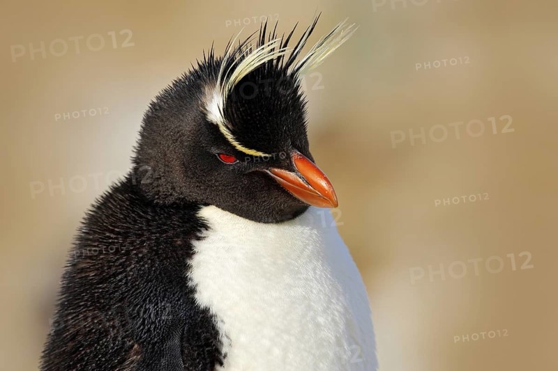 Rockhopper penguin, Eudyptes chrysocome, detail portrait of rare bird, in the rock nature habitat, black and white sea bird, Sea Lion Island, Falkland Islands. Bird with crest, orange bill