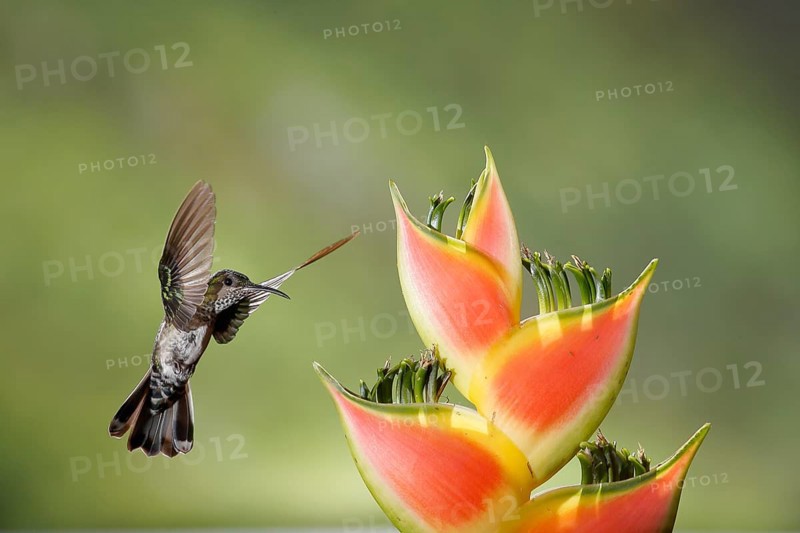 White-necked Jacobin (Florisuga mellivora) female flying and feeding on flower nectar, Costa Rica