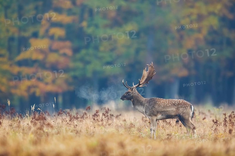 Fallow Deer (Dama dama) male in autumn forest, Germany