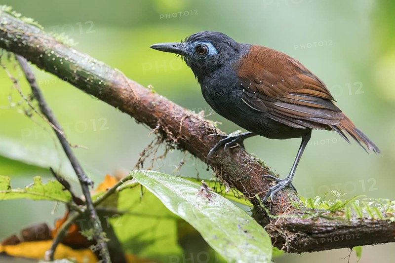 Chestnut-backed Antbird (Poliocrania exsul) perched on a branch in Panama