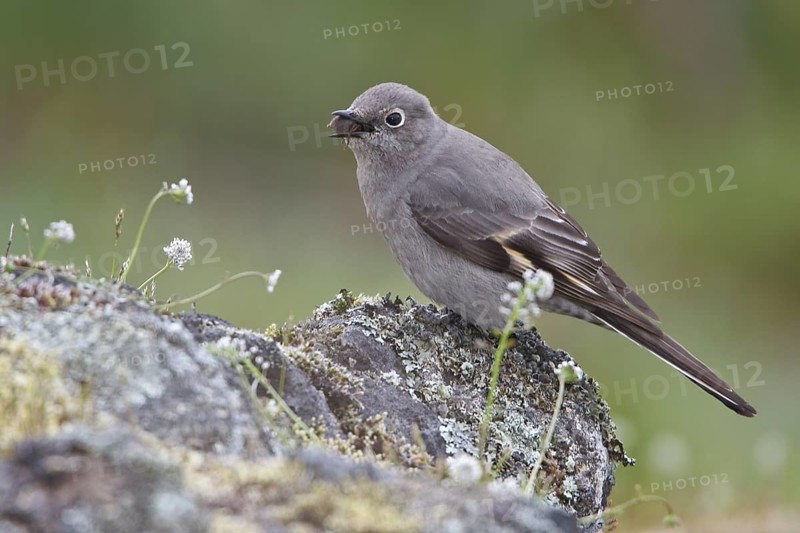 Townsend's Solitaire (Myadestes townsendi) perched on a rock in Victoria, BC, Canada