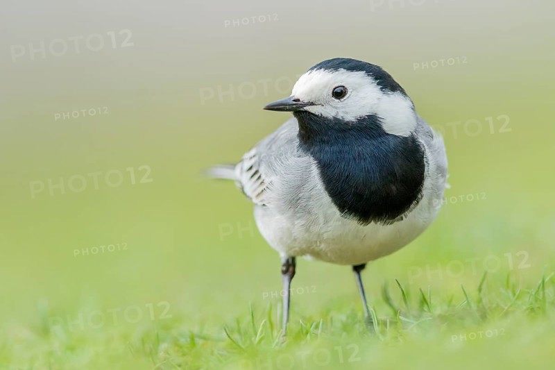 Bachstelze, Motacilla alba White Wagtail, Motacilla alba