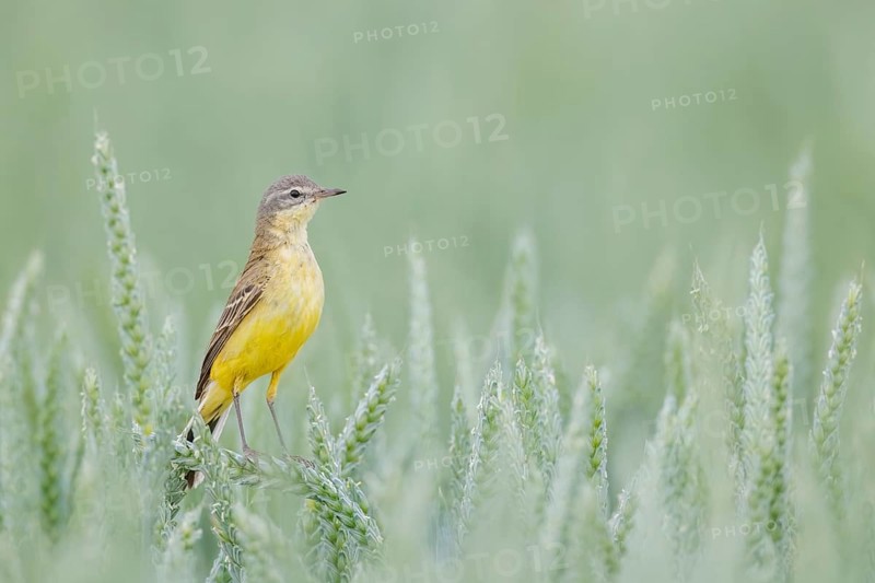 Schafstelze, Motacilla flava Blue-headed Wagtail, Motacilla flava