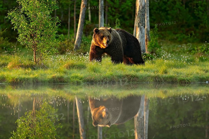 Big brown bear walking around lake in the morning sun. Beautiful light in the forest with dangerous animal. Wildlife scene from Finnish nature. Brown bear in the habitat, sunrise