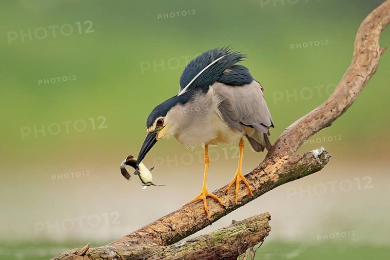 Night heron, grey water bird with fish in the bill, animal in the water, action scene from Hungary, nature habitat