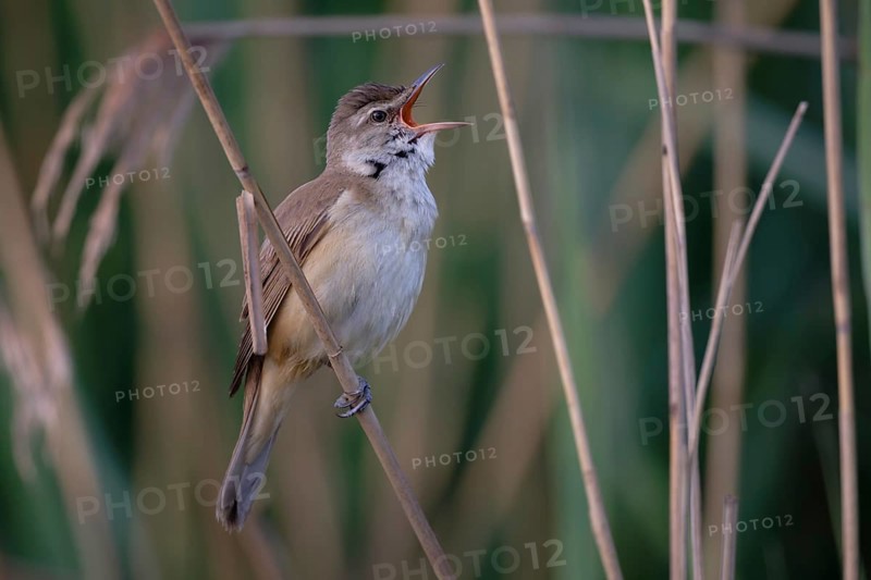 Great Reed Warbler (Acrocephalus arundinaceus) male singing, Saxony, Germany