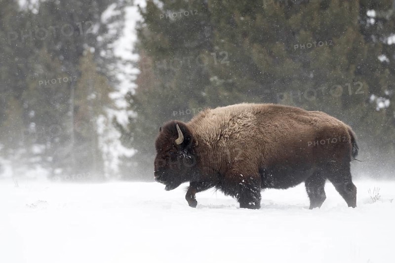 American Bison (Bos bison) male walking in deep snow, Yellowstone National Park, Wyoming, USA