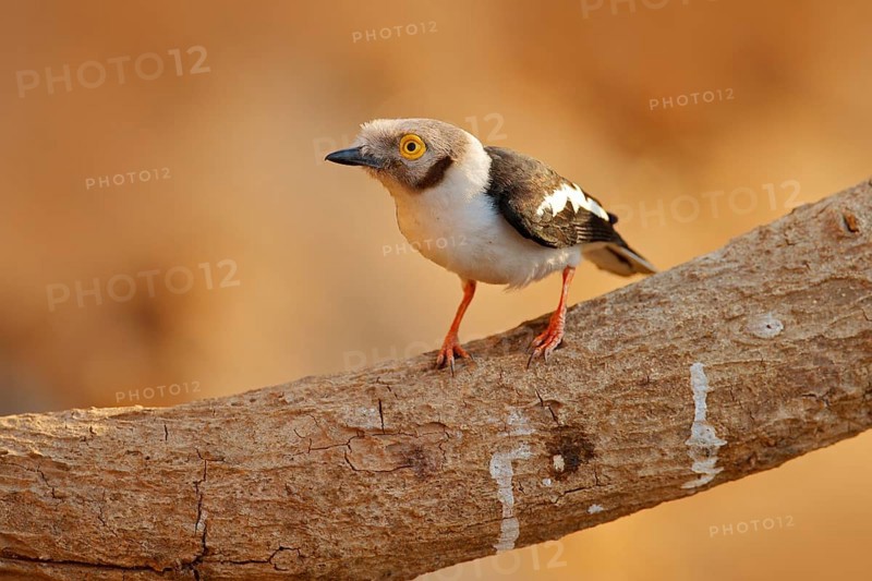 White-crested helmetshrike, Prionops plumatus, bird siting on the tree branch, Mana Pools NP, Zimbabwe in Africa