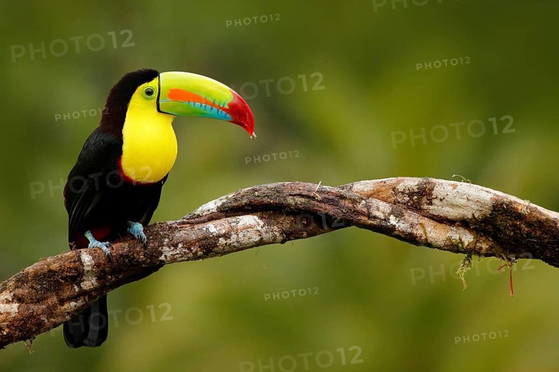 Keel-billed Toucan, Ramphastos sulfuratus, bird with big bill. Toucan sitting on the branch in the forest, Panama. Nature travel in central America. Birdwatching in tropic mountain forest