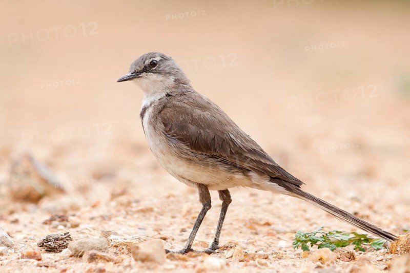Cape Wagtail (Motacilla capensis), Windhoek, Namibia
