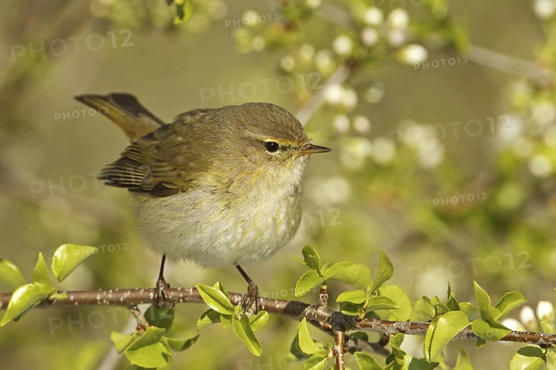 Common Chiffchaff (Phylloscopus collybita), Rhineland-Palatinate, Germany