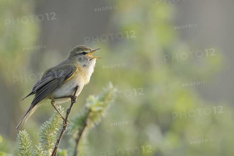 Willow Warbler (Phylloscopus trochilus) singing, Netherlands